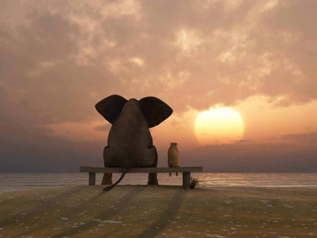 elephant and dog sit at summer sunset